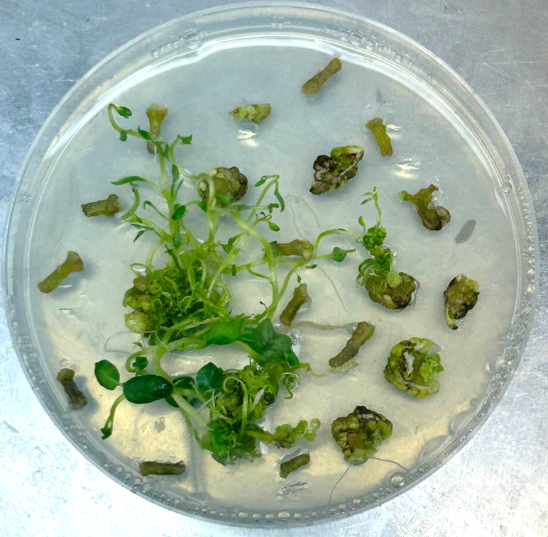 Регенерация трансгенных растений картофеля в культуре in vitro после трансформации конструкцией для генетического редактирования гена NLP5