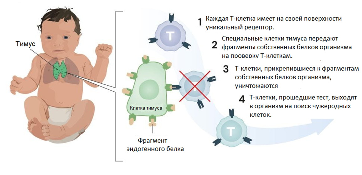 Истребление вредоносных Т-клеток в тимусе