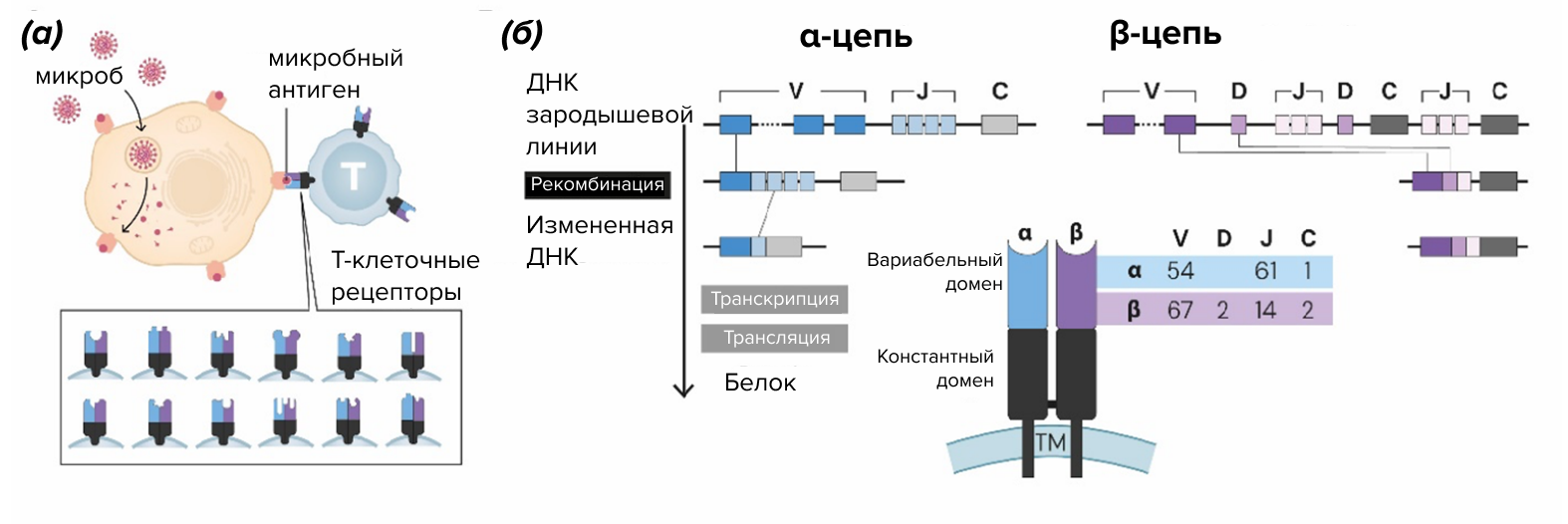 Принципы построения T-клеточных рецепторов