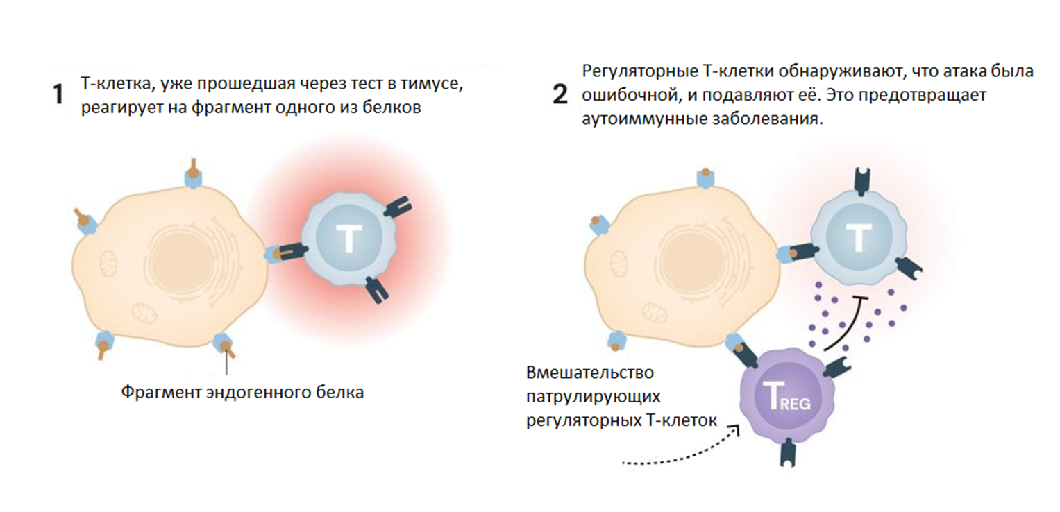 Как регуляторные Т-клетки защищают нас
