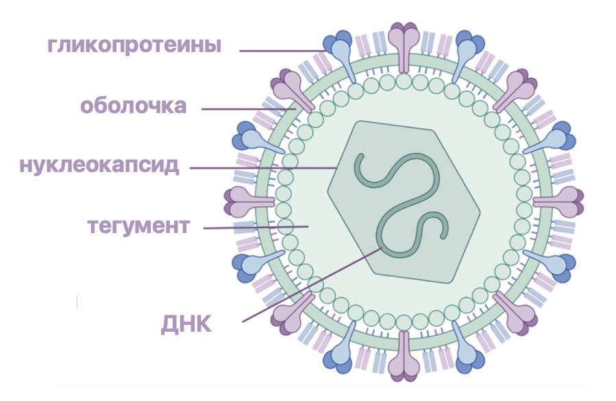 Строение вируса ветряной оспы