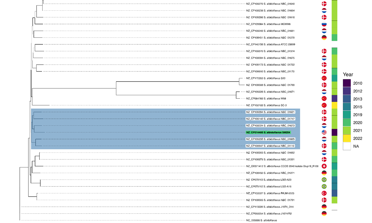 Филогеномная структура 34 геномов Streptomyces albidoflavus