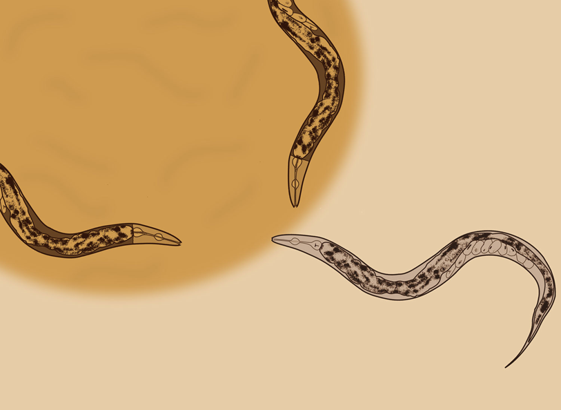 Иллюстрация модельного организма нематоды Caenorhabditis elegans Иллюстрация модельного организма нематоды Caenorhabditis elegans