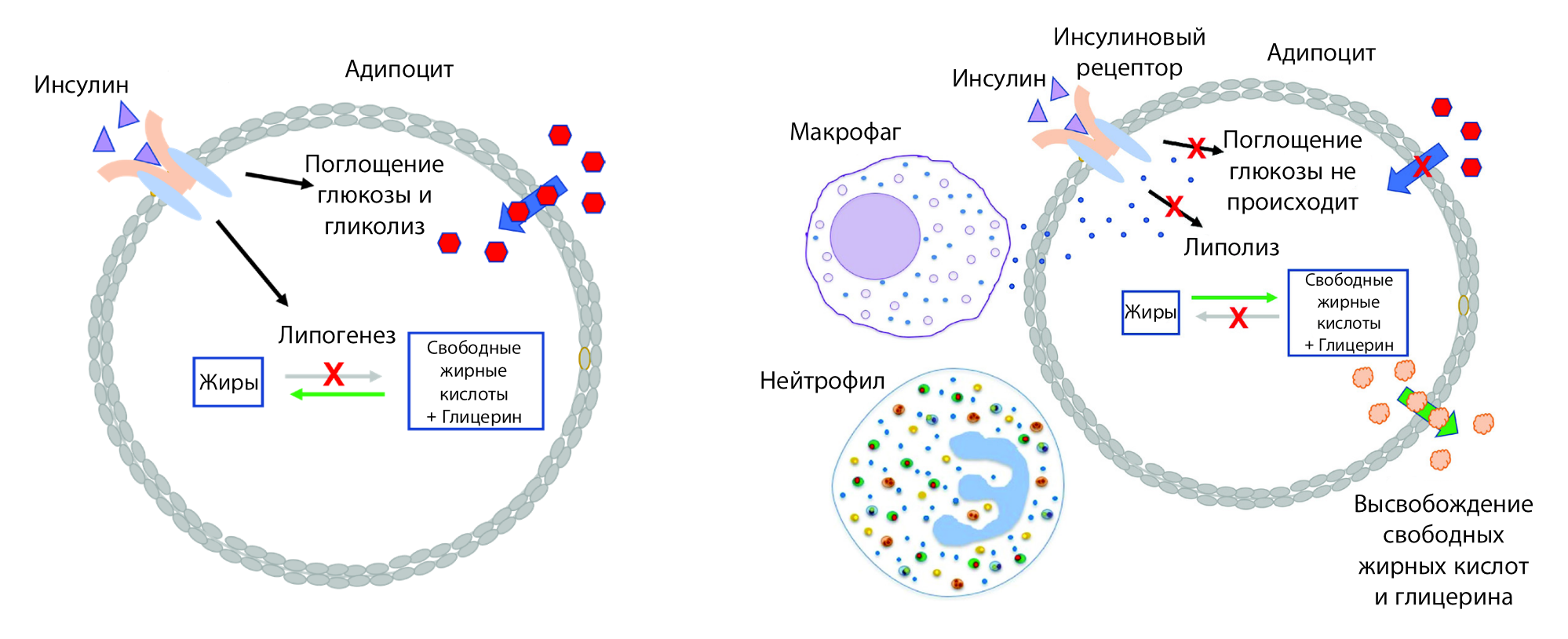 Механизм действия инсулина в норме (слева) и при ожирении (справа) Механизм действия инсулина в норме (слева) и при ожирении (справа)