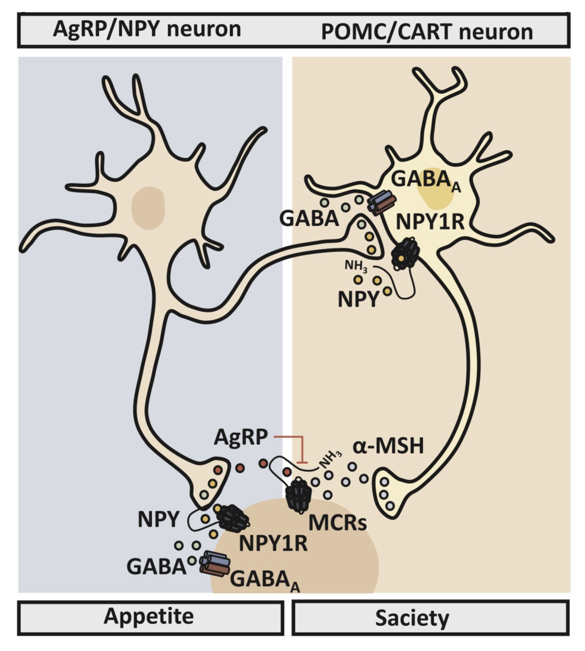 Анорексигенные (те, что подавляют аппетит) и орексигенные популяции нейронов (те, что его стимулируют)
