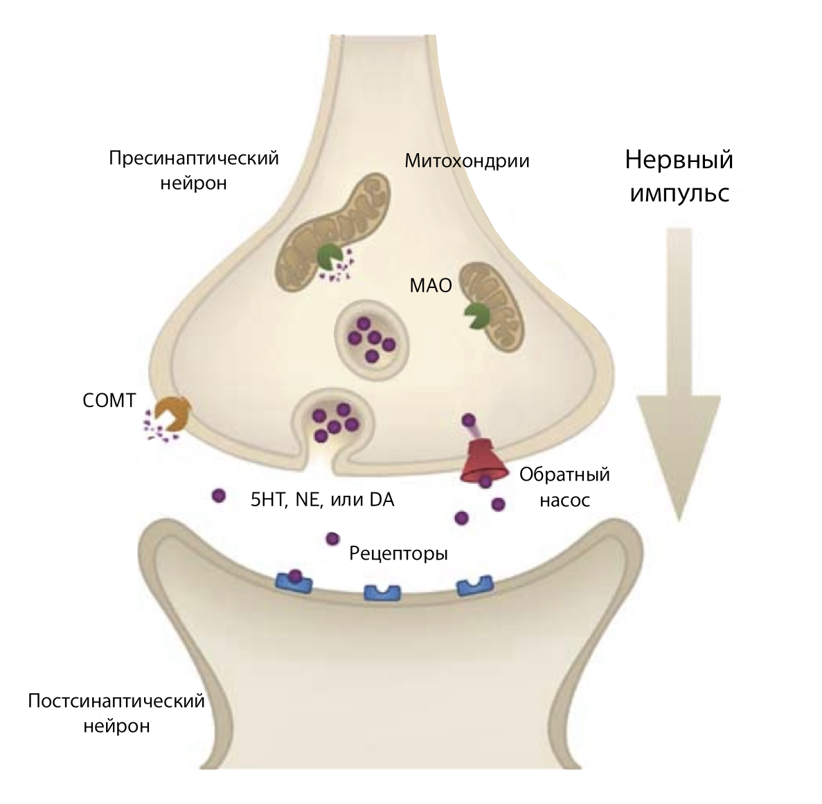 Принцип работы ингибиторов обратного захвата Принцип работы ингибиторов обратного захвата