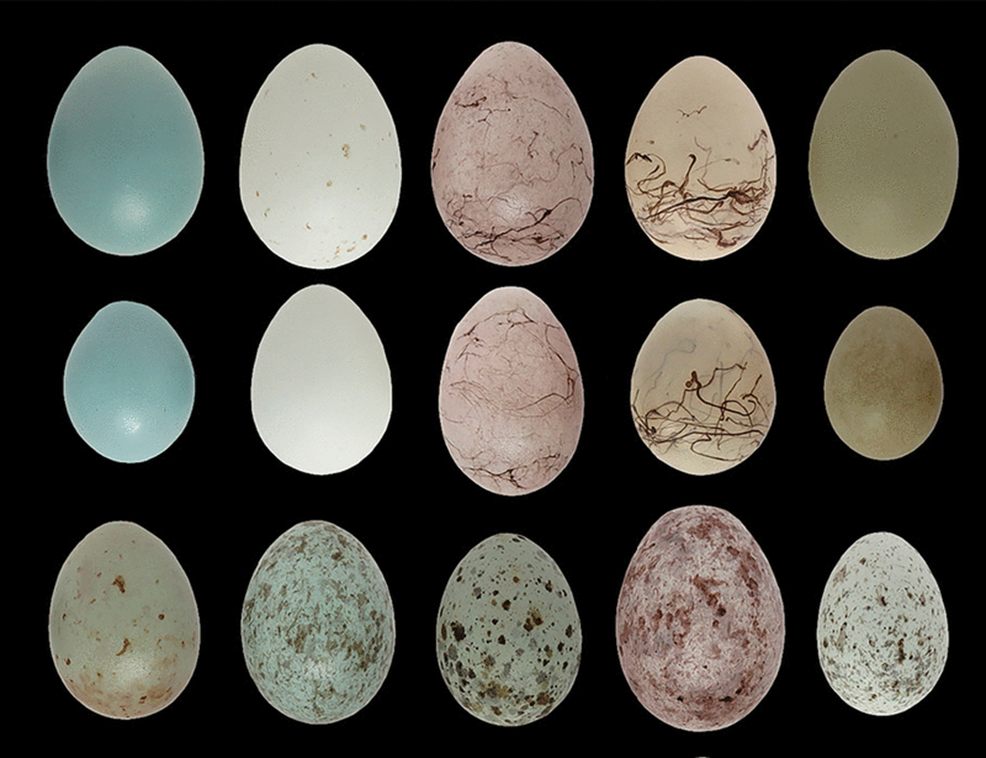 Варианты пигментации яиц кукушек видов C. canorus и C. optatus Варианты пигментации яиц кукушек видов C. canorus и C. optatus