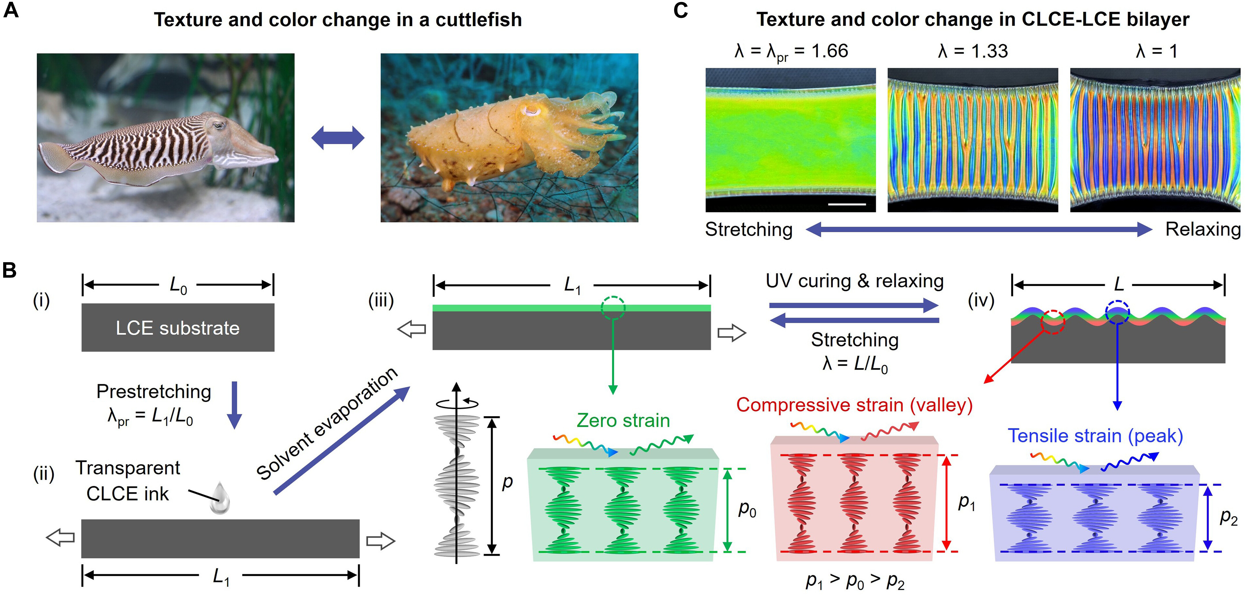 Двуслойный CLCE-LCE обеспечивает совместное изменение текстуры и цвета с помощью контролируемого образования складок Двуслойный CLCE-LCE обеспечивает совместное изменение текстуры и цвета с помощью контролируемого образования складок