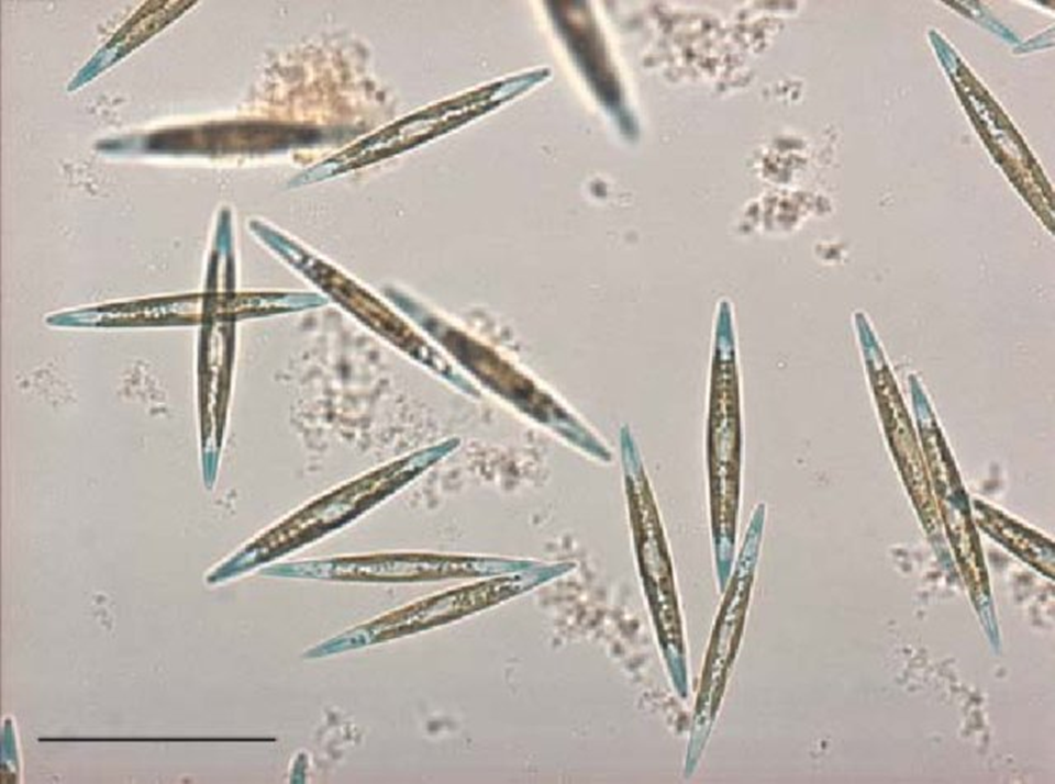Haslea ostrearia, водоросль, содержащая голубой пигмент мареннин