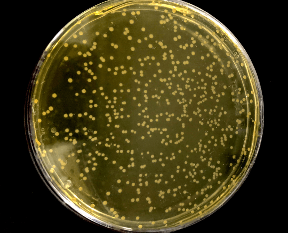 Syn61 — «перекодированная» E. coli