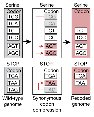 Замена «избыточных» кодонов