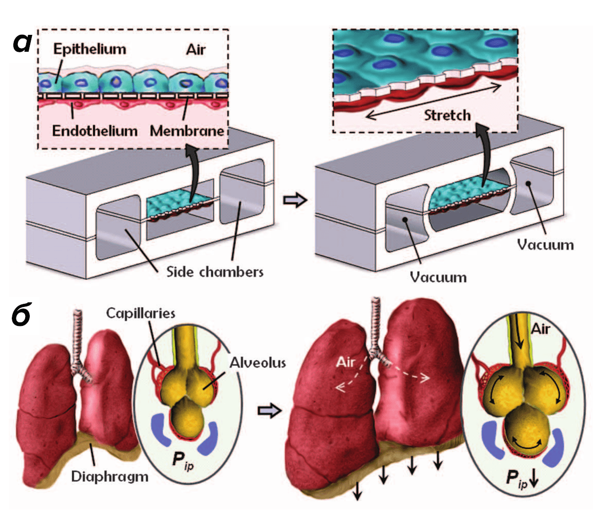 Миниатюрное устройство «легкое-на-чипе»