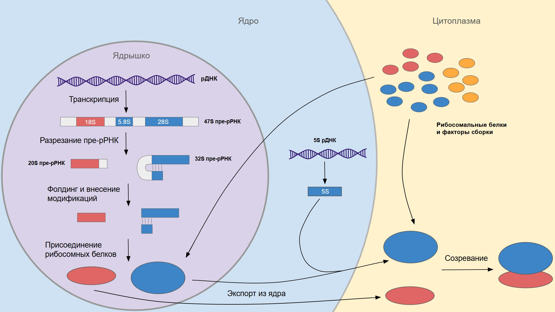 Схема сборки рибосомы