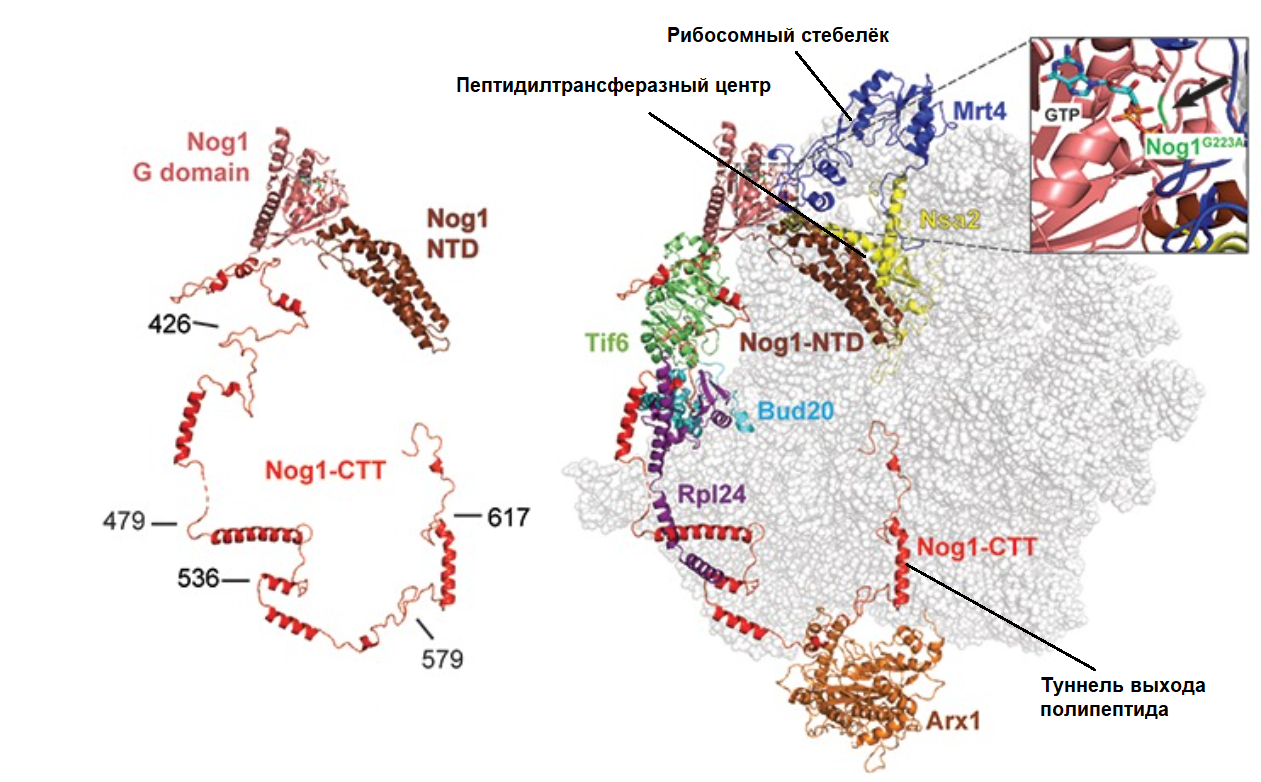 Nog1 отдельно и в комплексе с рибосомой