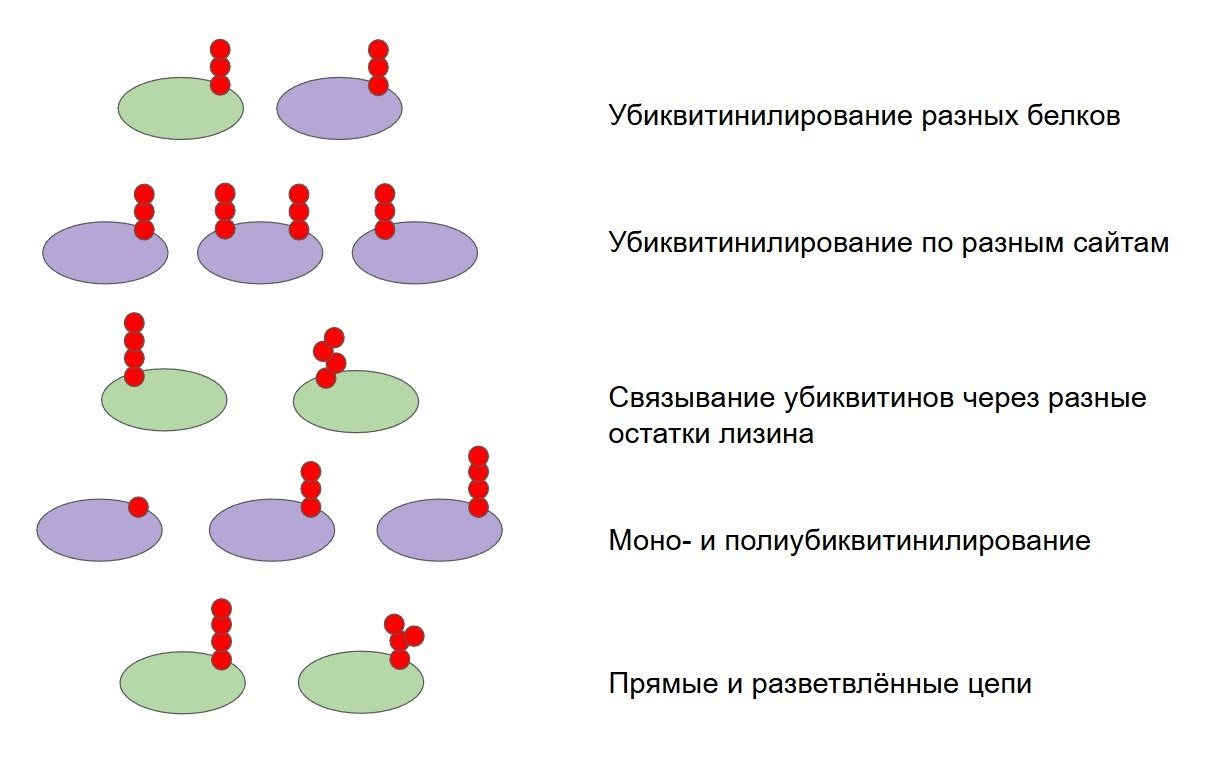 Разнообразие убиквитиновых меток на рибосомах