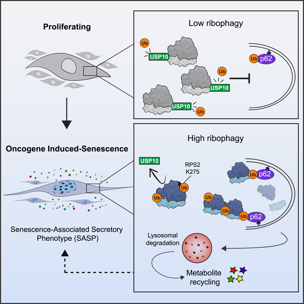 Механизм активации рибофагии в условиях онкоген-индуцированного старения