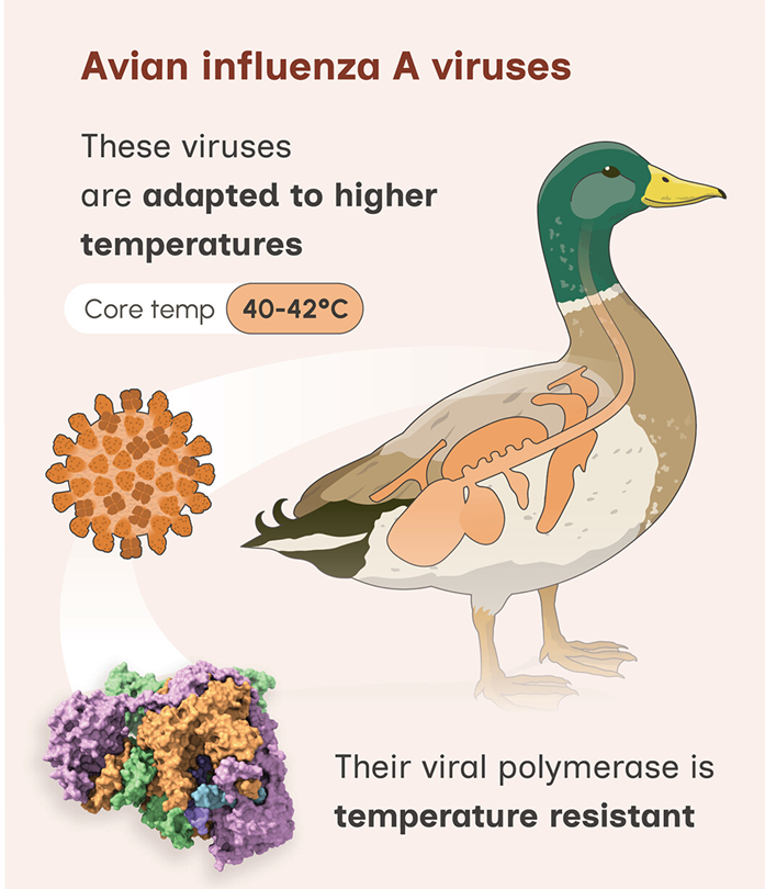 При заражении млекопитающих вирусами гриппа у них часто повышается температура тела в качестве иммунного ответа