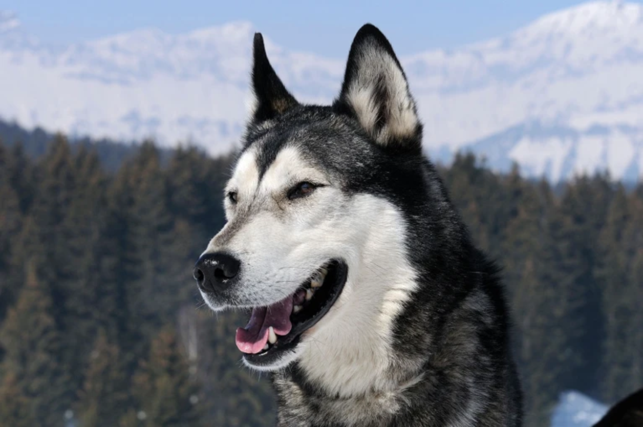 Современные хаски имеют родственные связи с ранними арктическими собаками
