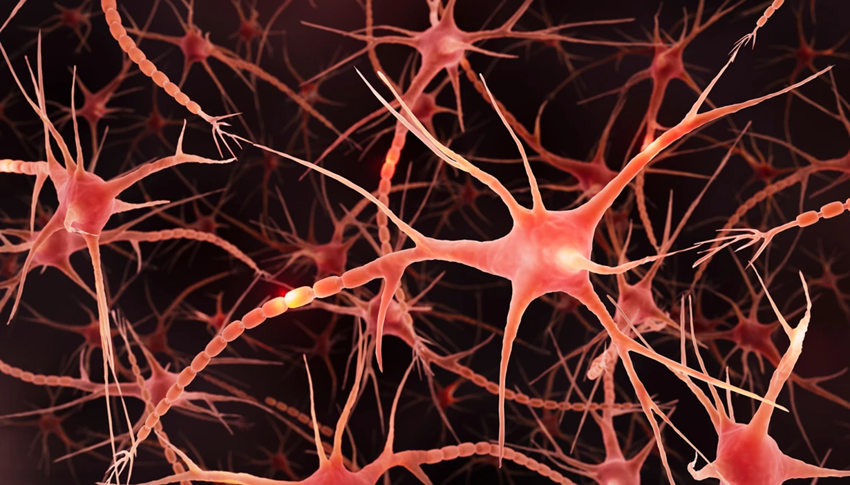 Изображение нейронов мозга