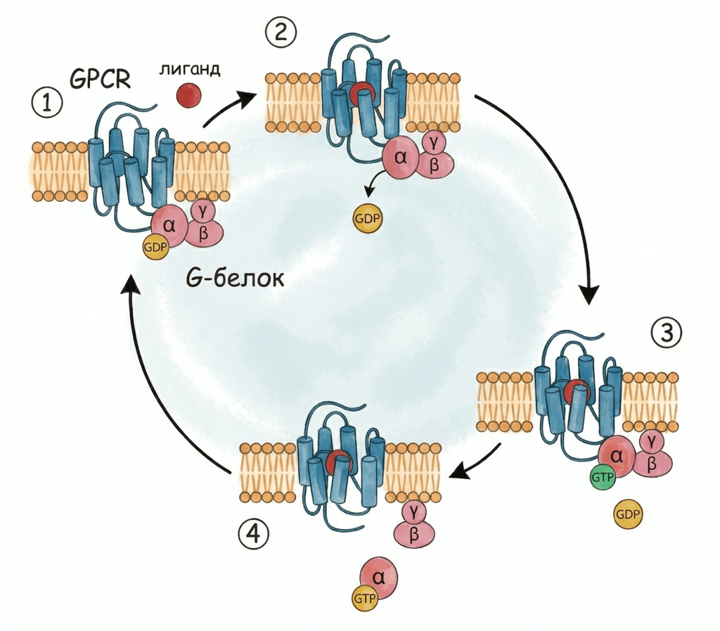 Механизм активации GPCR и G-белка