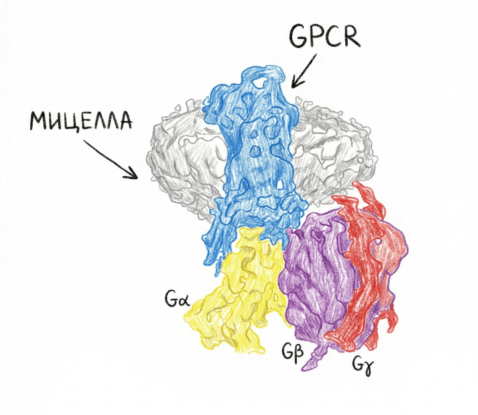 GPCR в мицелле