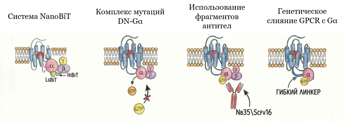 Методы стабилизации комплекса GPCR-G-белок