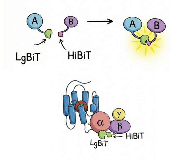 Система NanoBiT