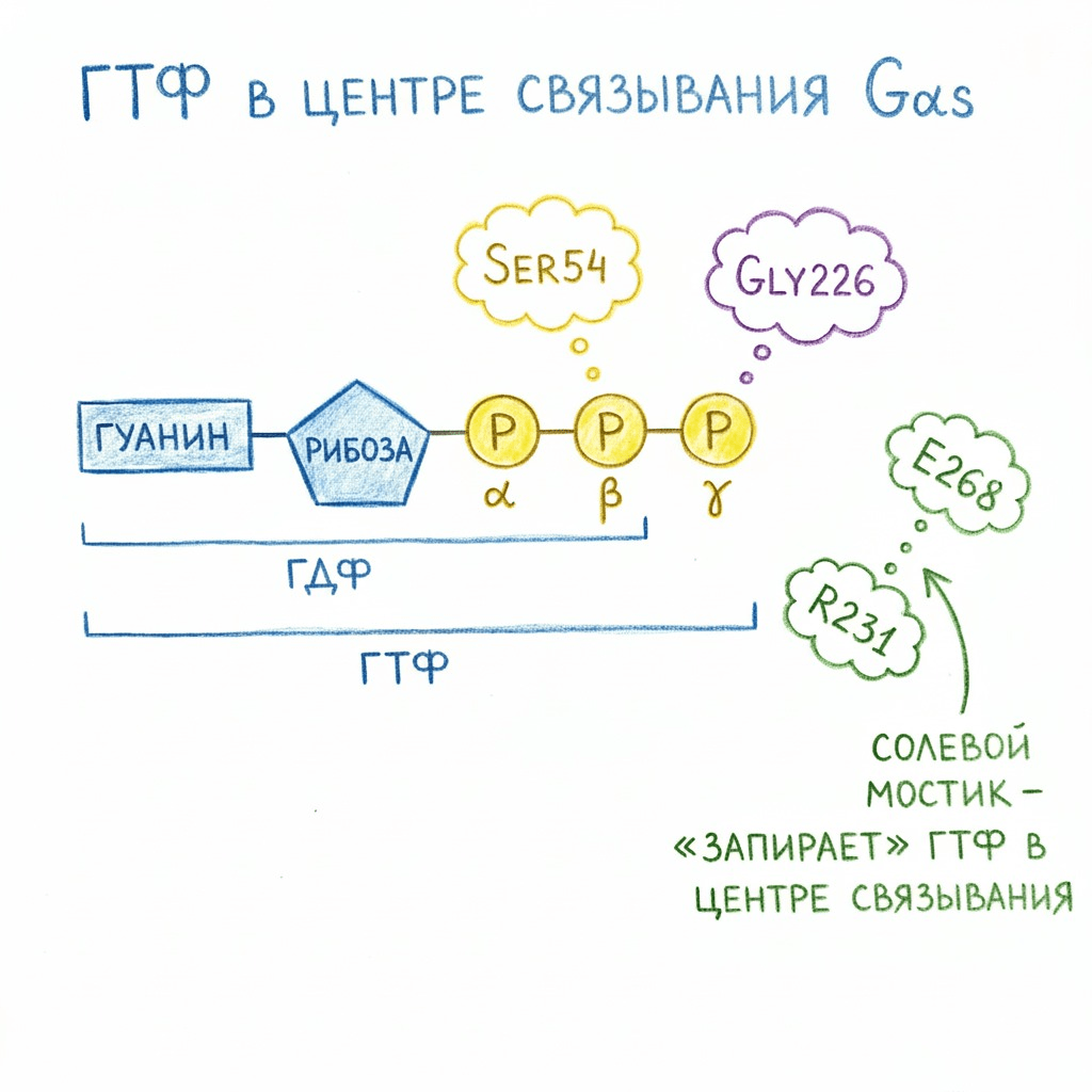 Ключевые аминокислоты в Gαs, обеспечивающие стабилизацию ГТФ и ГДФ в активном центре субъединицы