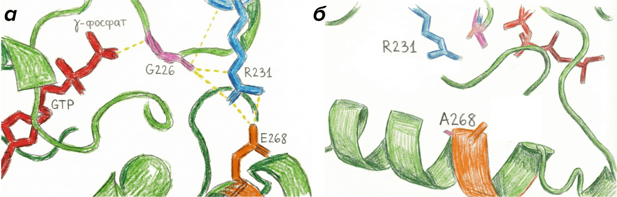 Молекулярные взаимодействия, лежащие в основе метода Dominant-negative G