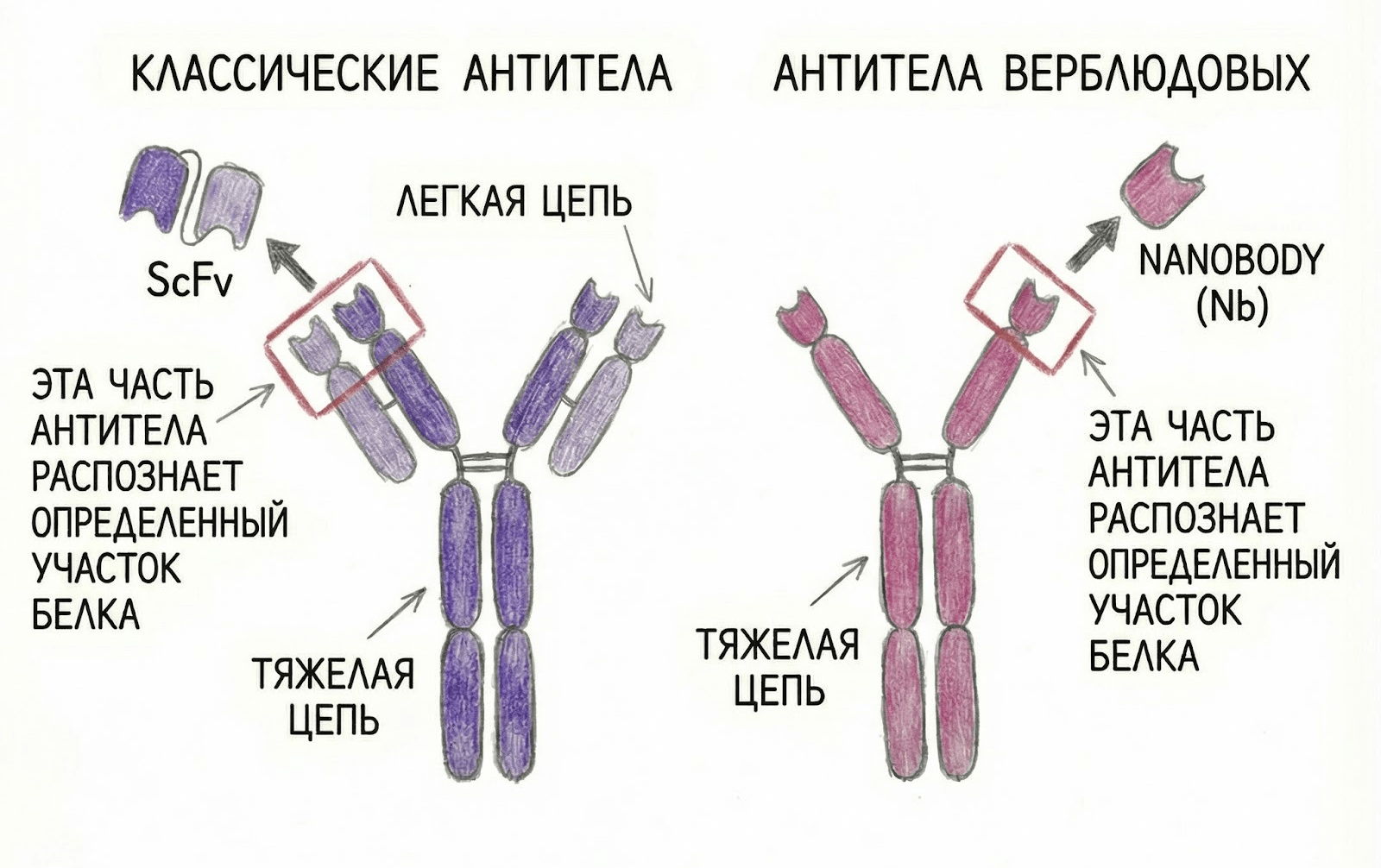 Вариабельные фрагменты антител