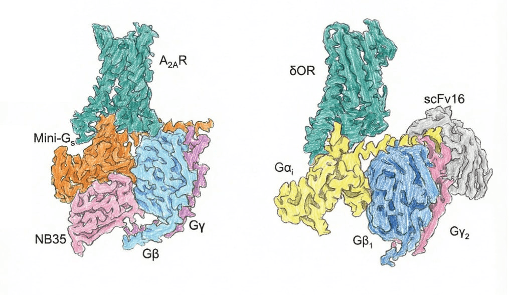 Структуры комплексов GPCR–G-белок, полученные с использованием Nb35 и Scfv16