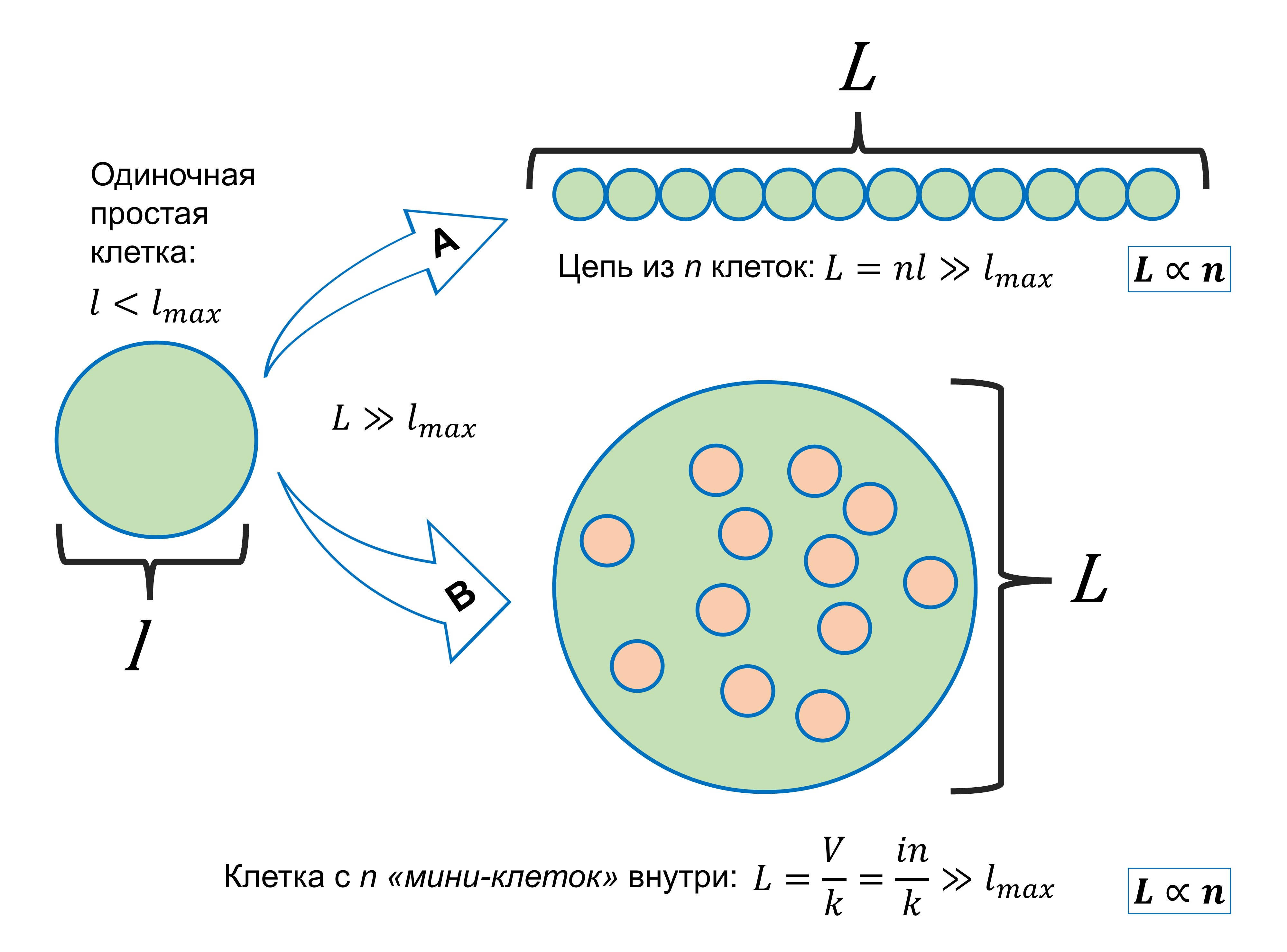 Ограничения прокариотической клетки на размеры