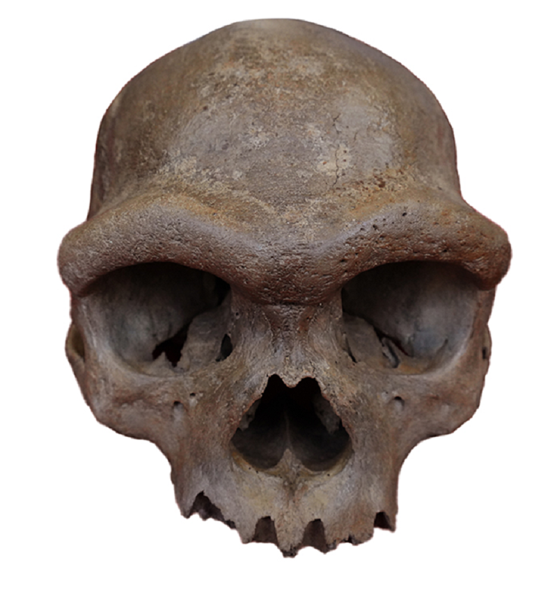 Фотография найденного черепа