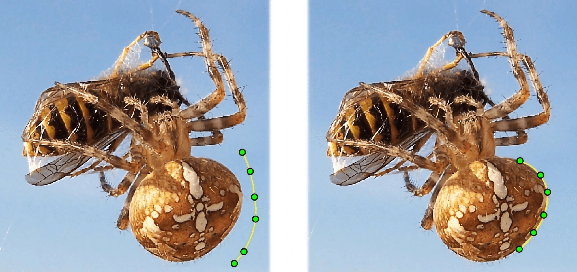 Пример работы модели «змеи» — активная деформируемая модель