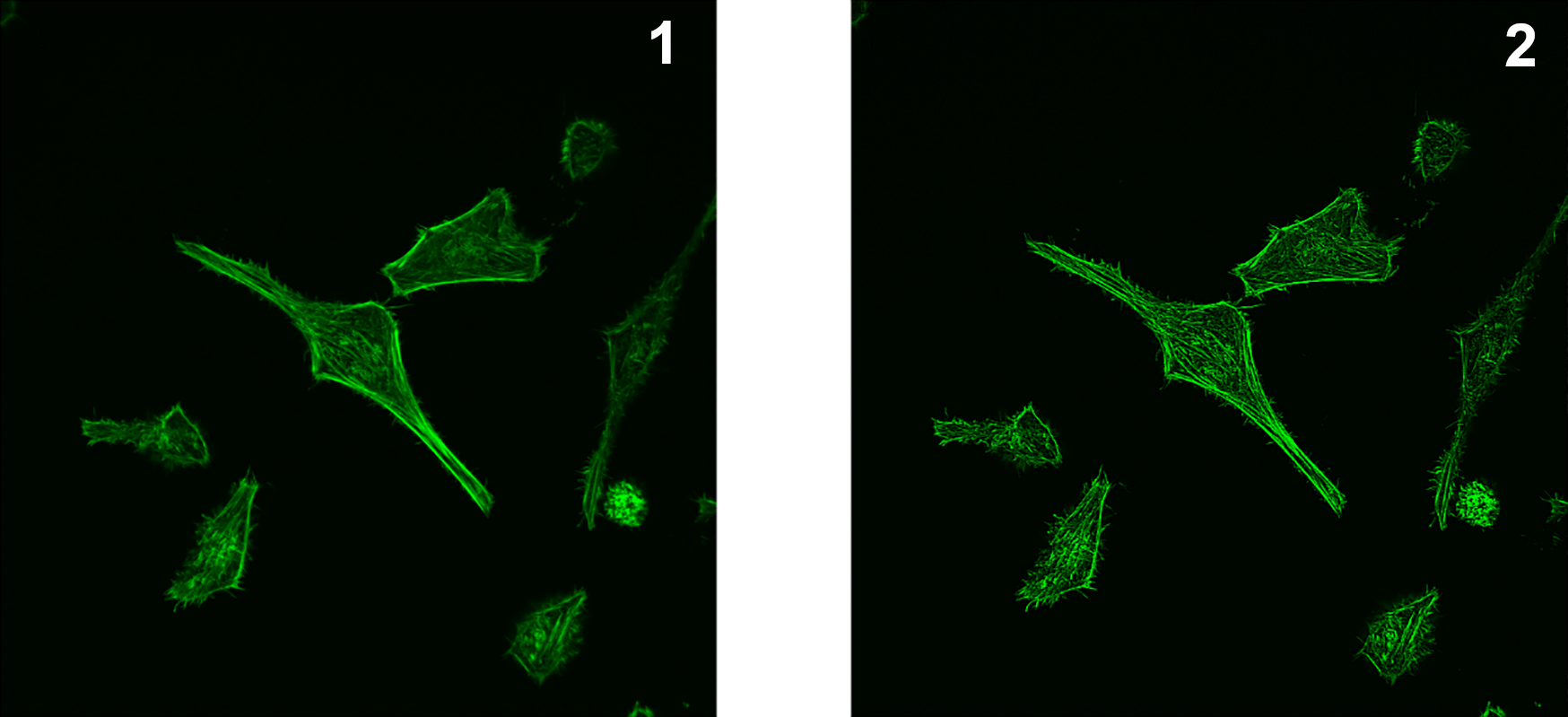 Сравнение изображений, полученных при помощи конфокальной микроскопии, клеток, содержащих флуоресцентный краситель