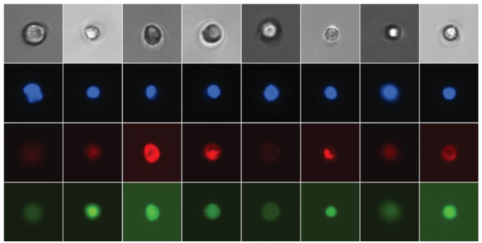 Сегментированные изображения отдельных клеток