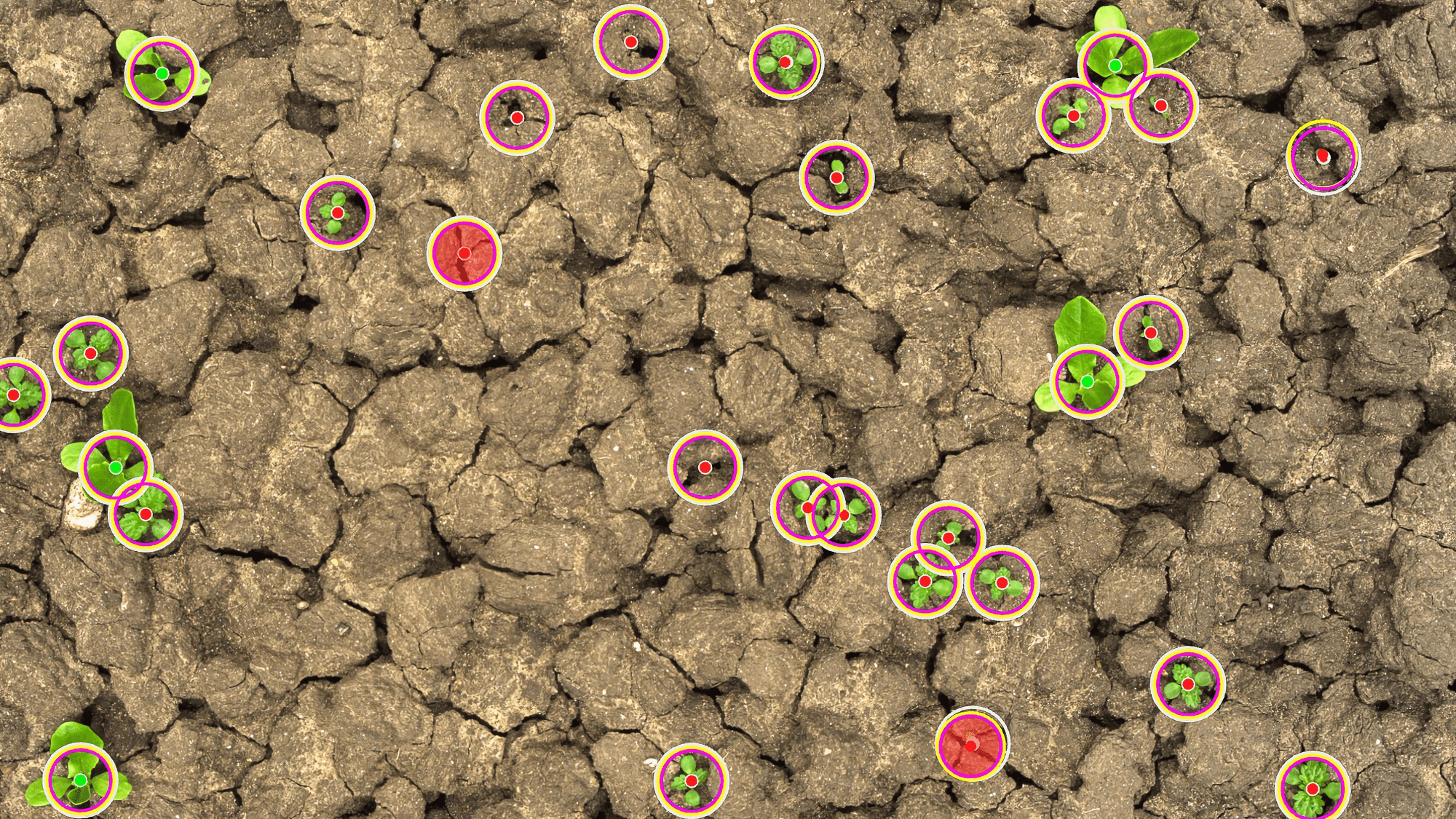 Пример разделения сорняков и культурных растений с помощью компьютерного зрения