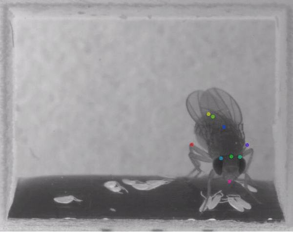 Отслеживание механики движений частей туловища плодовой мушки при помощи трекинговых точек