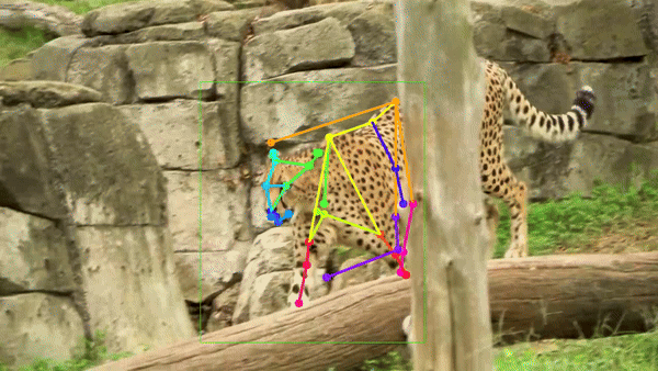 Отслеживание механики движений частей туловища и отдельных конечностей гепарда при помощи трекинговых точек и линий