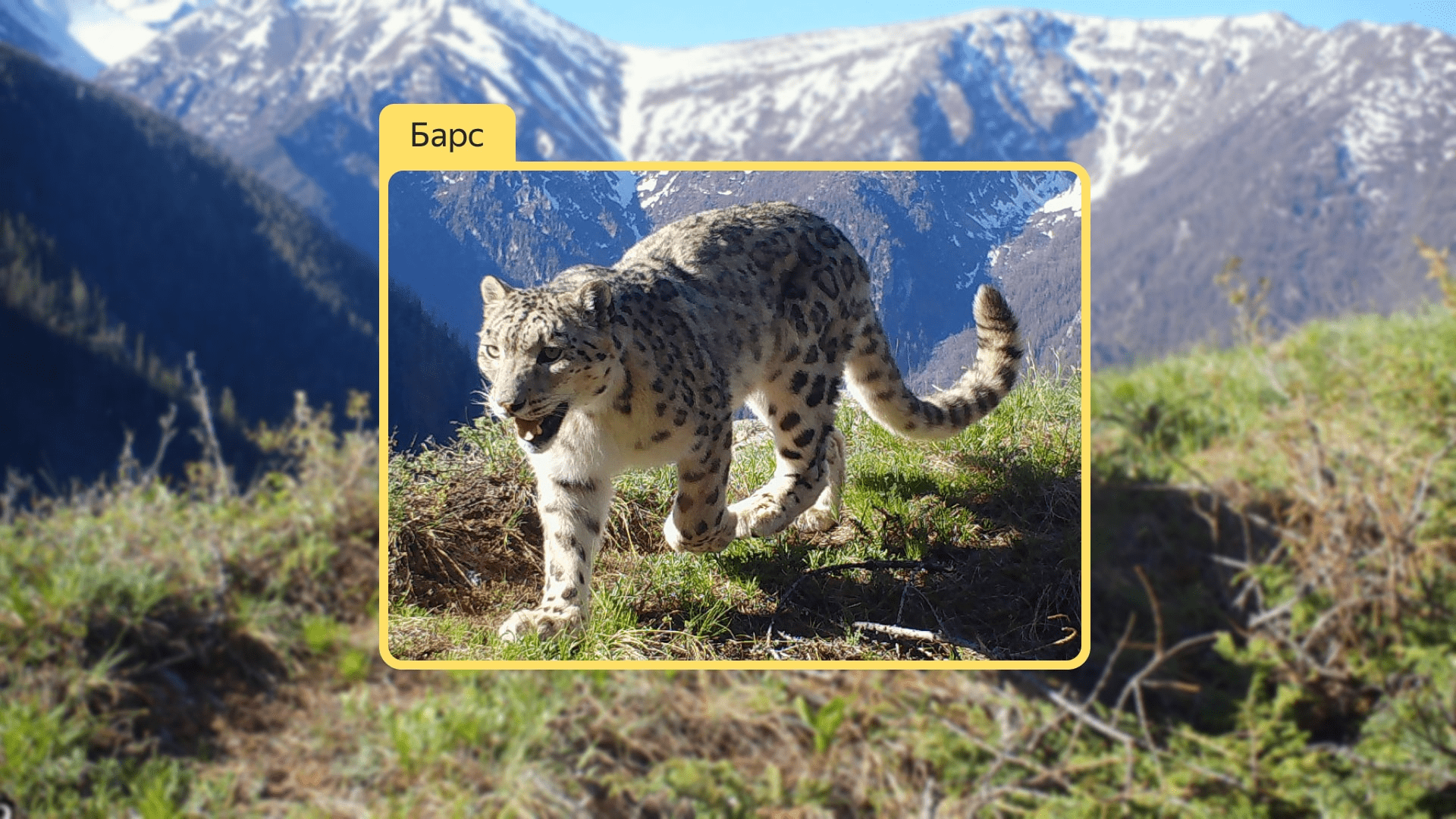 Фотография снежного барса в высокогорьях Алтая