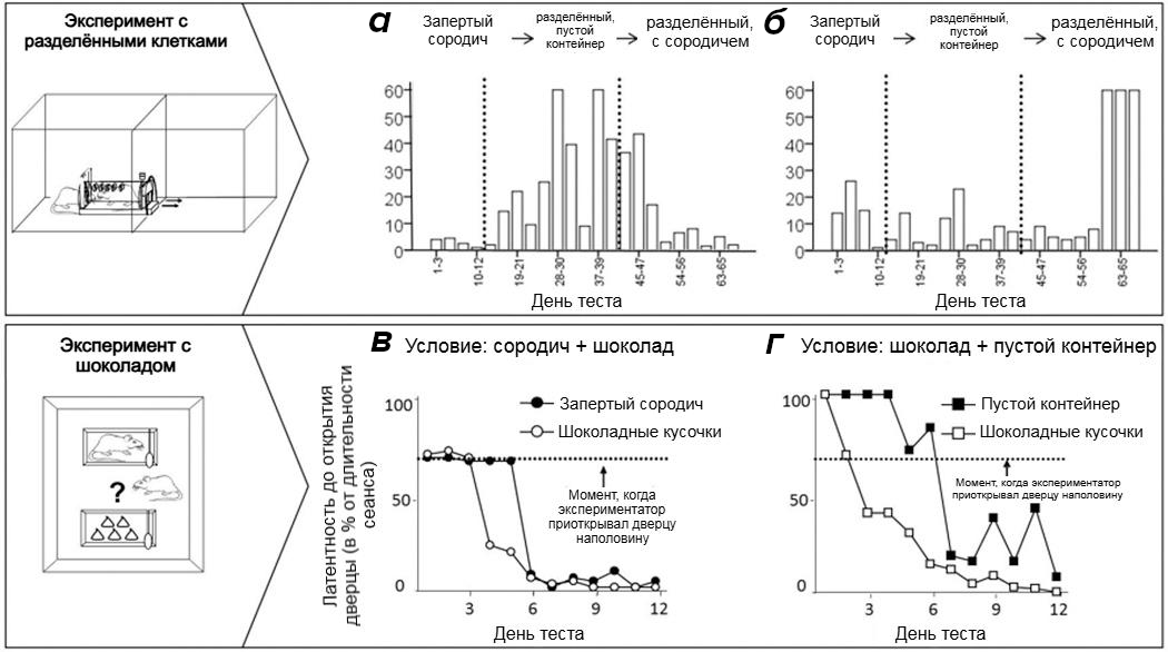 Эксперименты с крысами показывают их просоциальное поведение