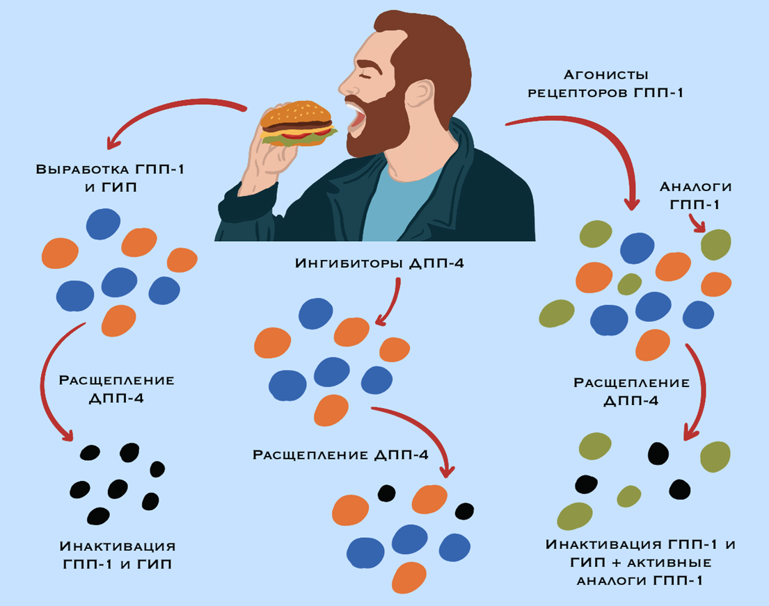 Стратегии усиления инкретинового сигнала