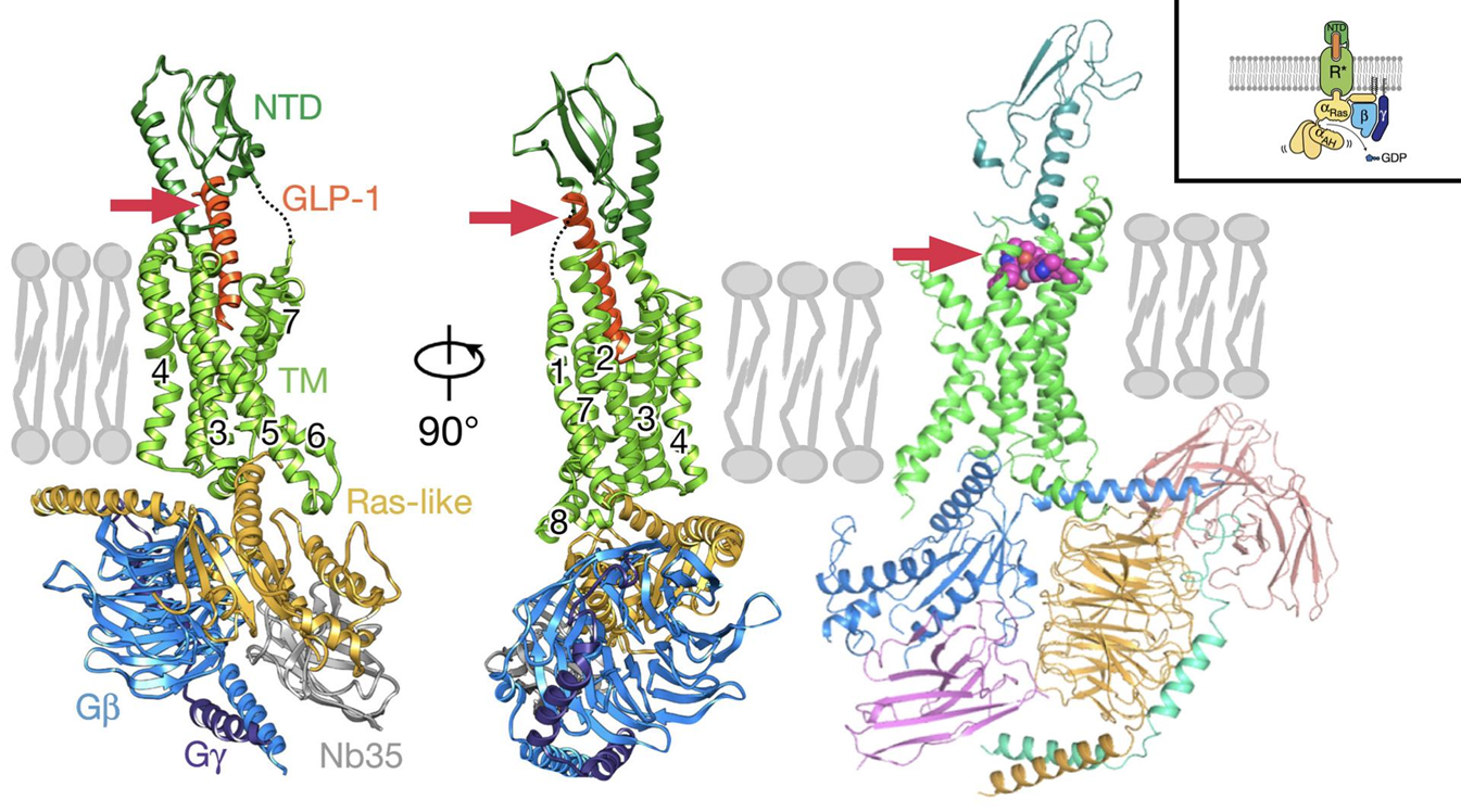 Связывание рецептора ГПП-1 с пептидным агонистом семаглутидом (слева и посередине) и низкомолекулярным агонистом орфоглипроном (справа)