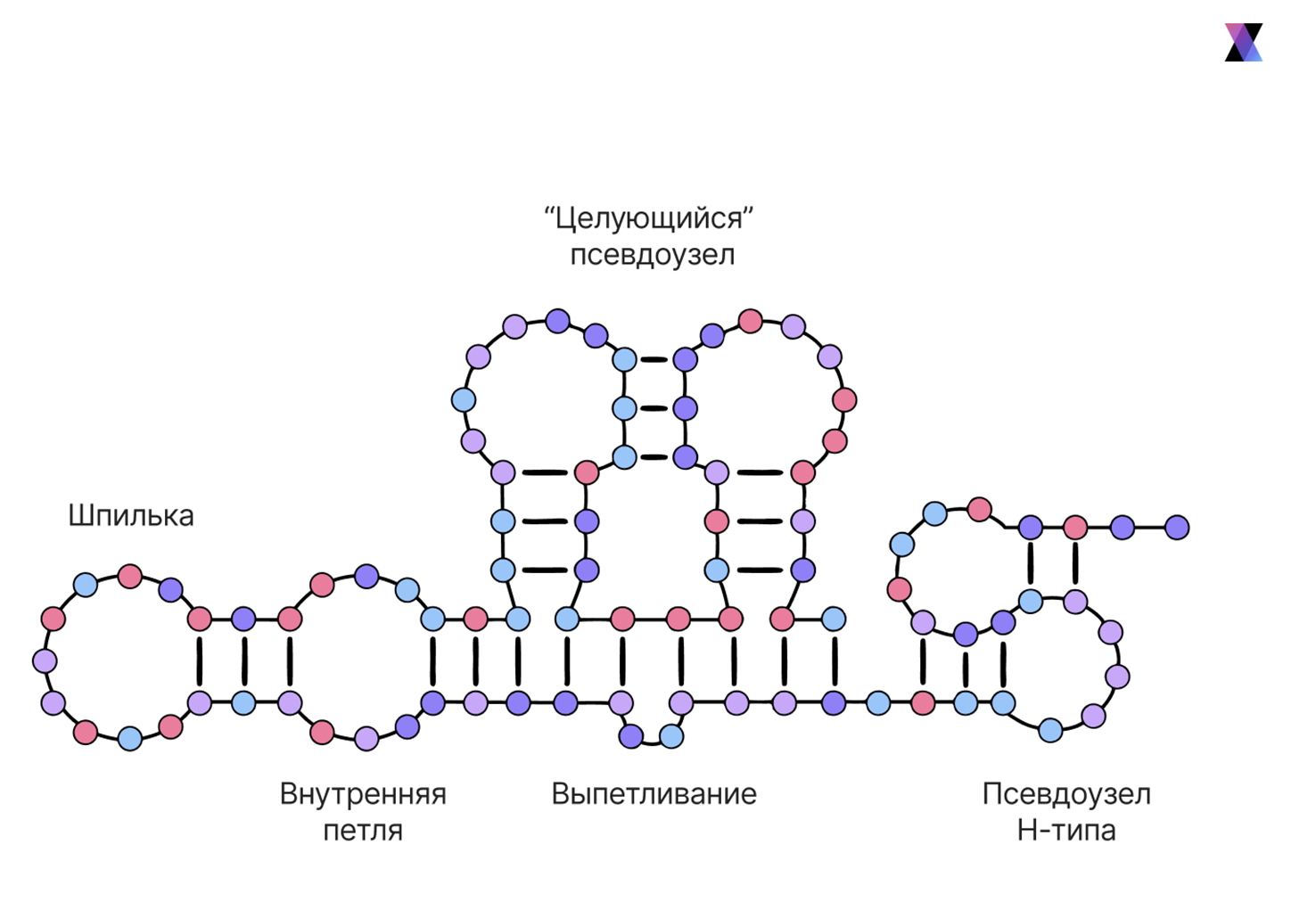 Основные типы мотивов вторичной структуры, формируемых одноцепочечными ДНК и РНК