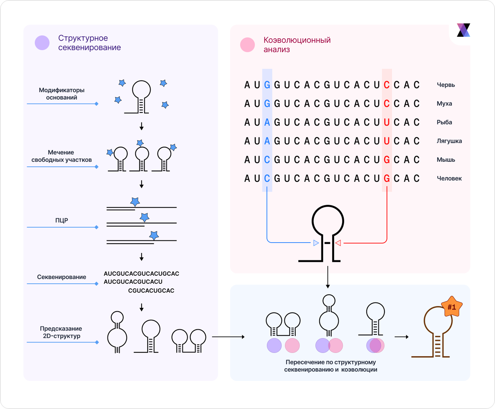 Объединение двух независимых источников информации о структуре нуклеиновой кислоты — данных структурного секвенирования и анализа коэволюционных данных в множественном выравнивании родственных последовательностей