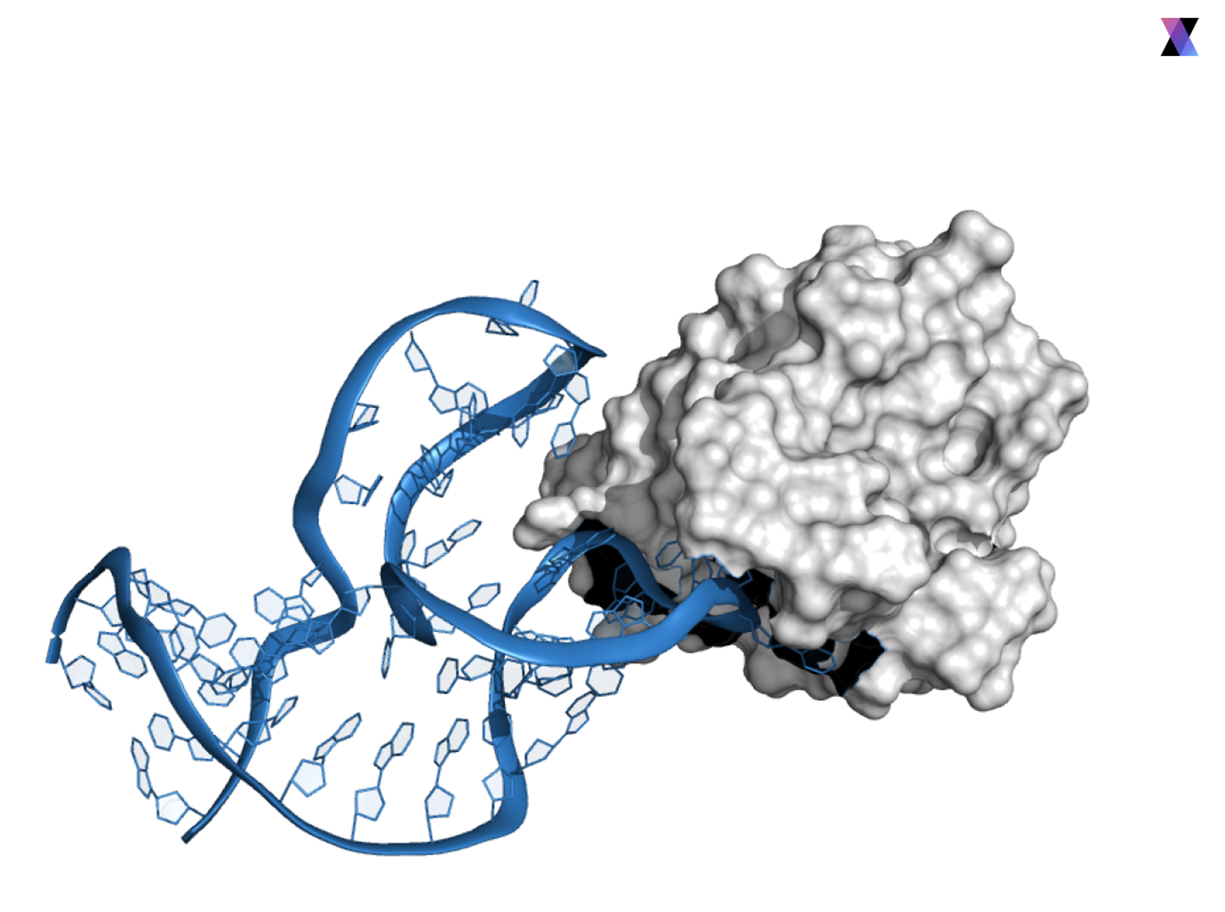Трехмерная структура комплекса аптамера с целевым белком