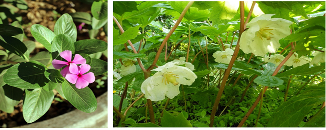 Лекартсвенные растения, которые помогли в разработке противораковых препаратов