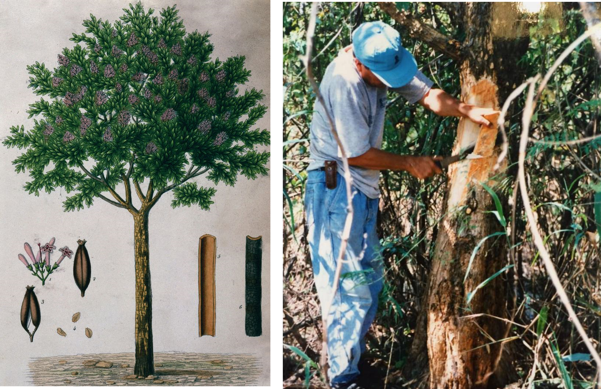 Хинное дерево (слева) и заготовка его коры (справа)