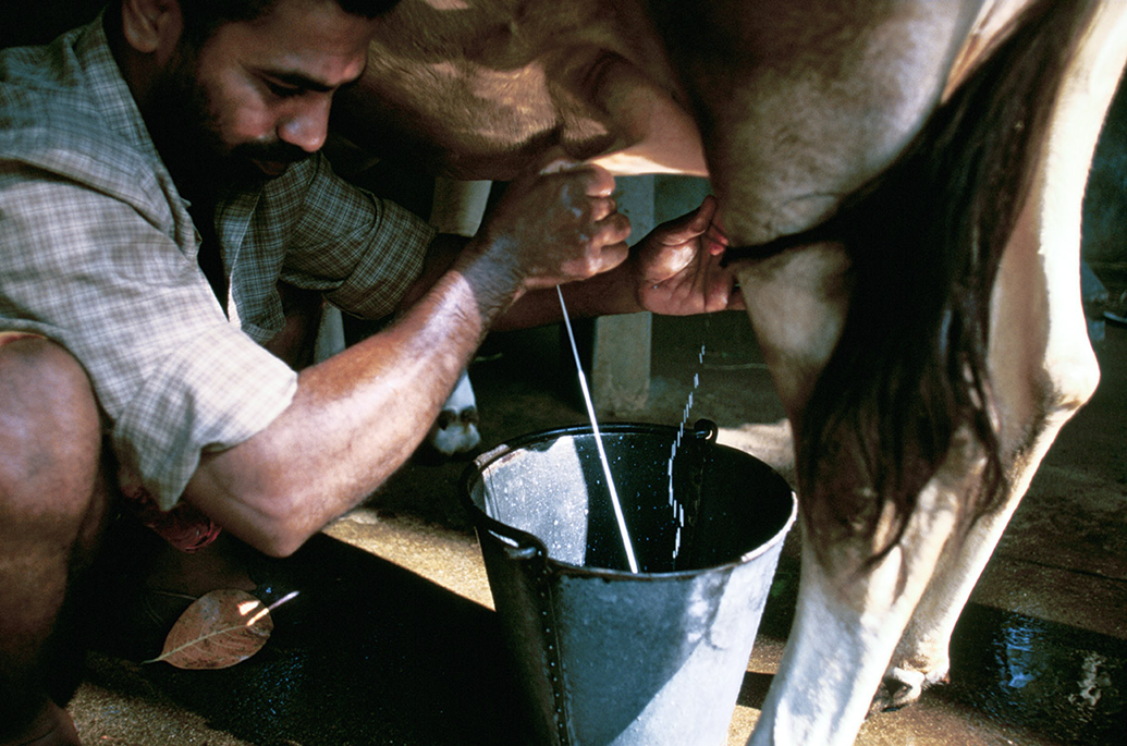 Мужчина доит корову в Тривандруме, Индия