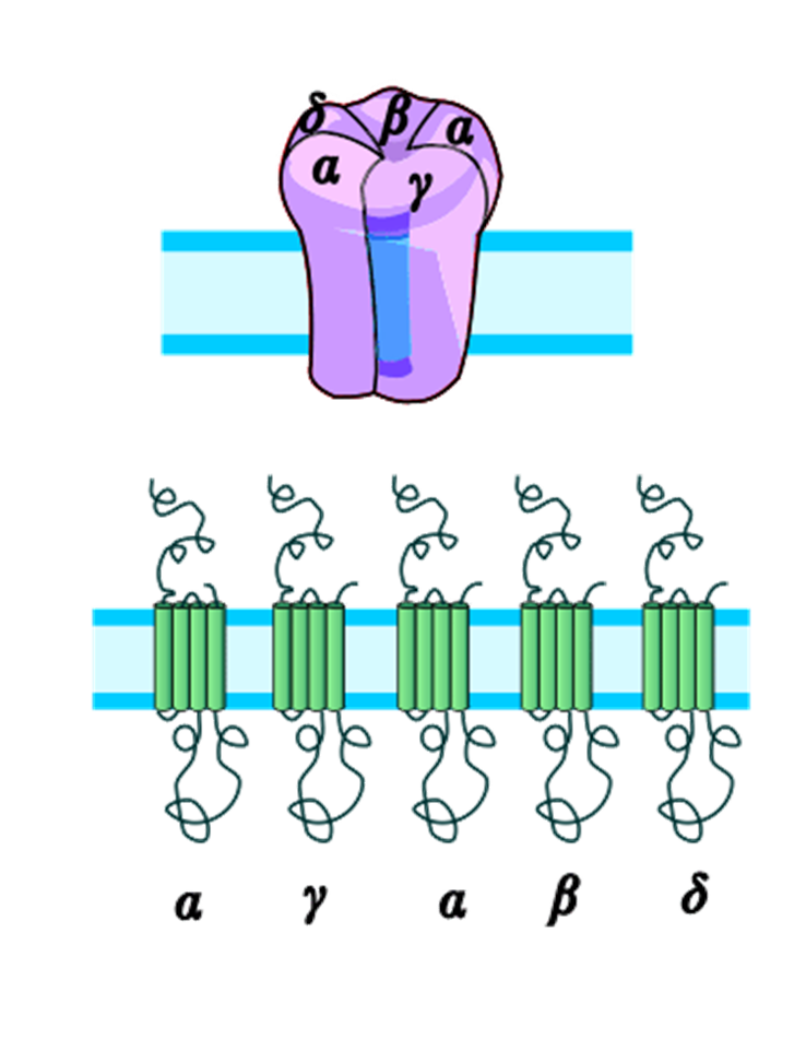 Образование пентамера никотинового ацетилхолинового рецептора из пяти субъединиц